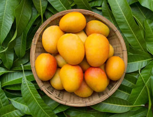 Mangoes Exporters