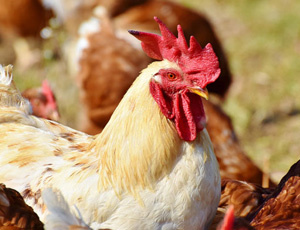Live Poultry Exporters